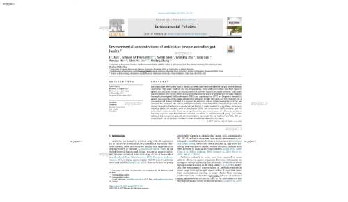 Environmental concentrations of antibiotics impair zebrafish gut health*